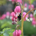 Dicentra_Spectabilis_3-1_AdobeStock_472363751.webp