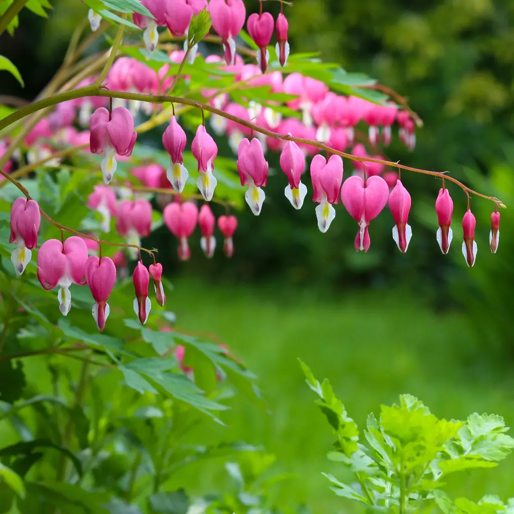 Dicentra_Spectabilis_2-1_AdobeStock_110616919.webp