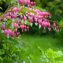 Dicentra_Spectabilis_2-1_AdobeStock_110616919.webp