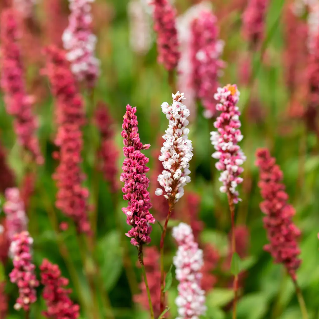 Duizendknoop_Persicaria_amplexicaulis1VK_AdobeStock_443285949.webp