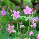 Geranium Bevan's Variety 3VK AdobeStock_823477177.webp