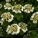 Viburnum Opulus_VK_AdobeStock_2035722197.webp