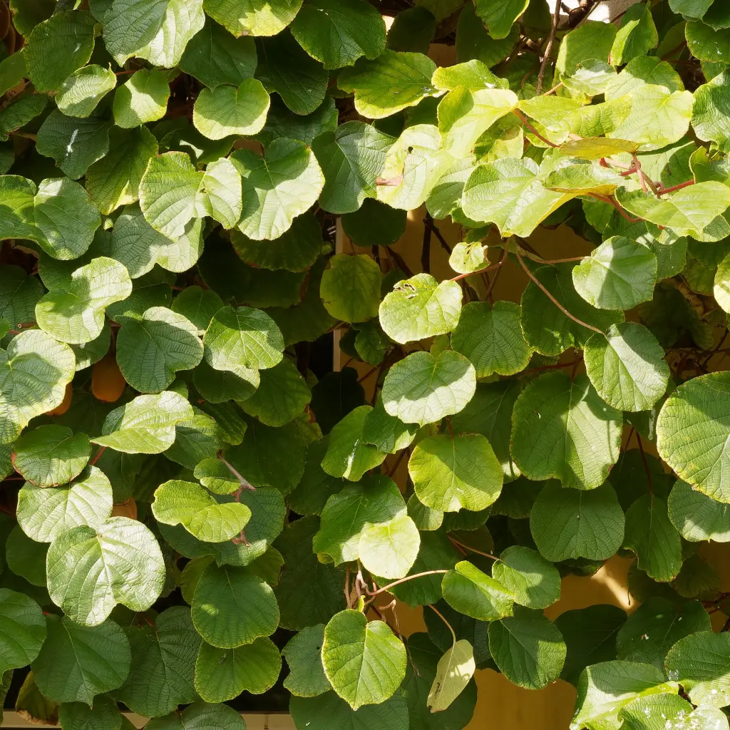 Kiwi Jenny_AdobeStock_VK_466282641.webp