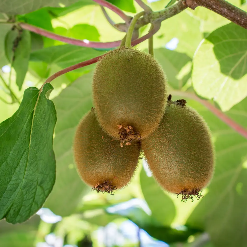 Kiwi Jenny_VK_AdobeStock_213959425.webp