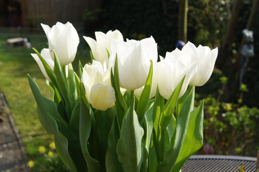 Tulipa White Dream - BIO