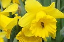 Narcissus Dutch Master - BIO