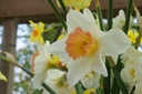 Narcissus Accent - BIO