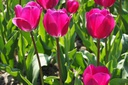 Tulipa Gabor