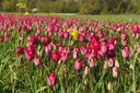 Tulipa Roussillon - BIO