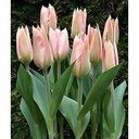 Tulipa Soft Design