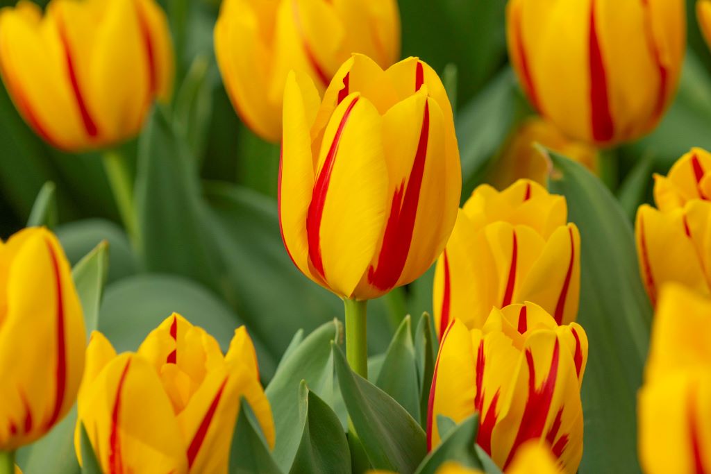 Tulipa Freedom Flame - BIO