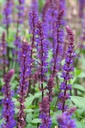 Salvia 'Caradonna'- BIO