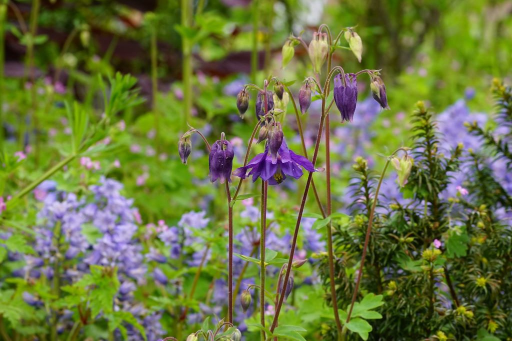 Aquilegia vulgaris - BIO