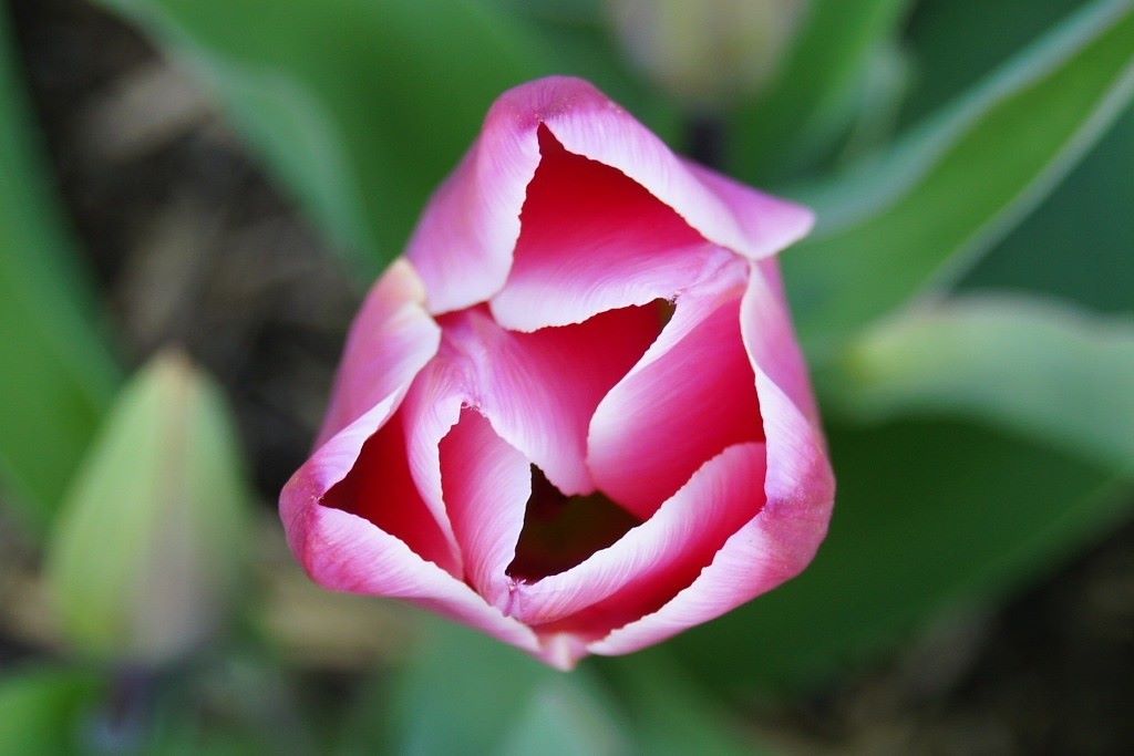 Tulipa Jefgenia