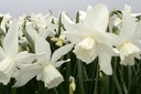 Narcissus Tresamble - BIO