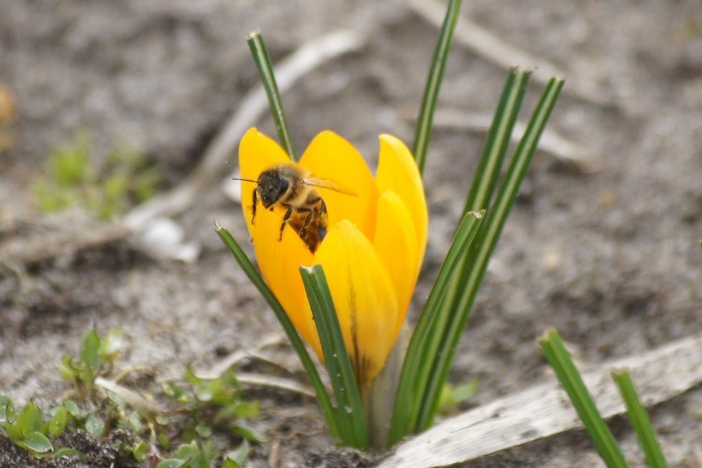 Krokus Yellow One - BIO