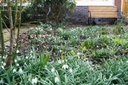 Sneeuwklokjes (Galanthus nivalis) BIO