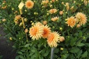 Dahlia Glorie van Noordwijk - BIO