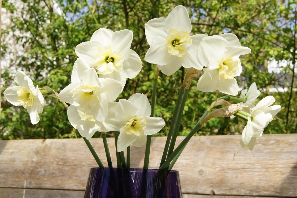 Narcissus Papillon Blanc - BIO