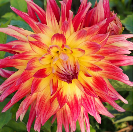 [B1012-1] Dahlia Manhattan Island - BIO (1 Zwiebel)