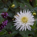 Dahlia My Love - BIO