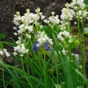 Hyacinthoïdes Hisp. Weiss - BIO