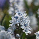 Puschkinia Libanotica - Kegelblume - BIO