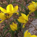 Wilde Tulpe - Tulipa Sylvestris - BIO