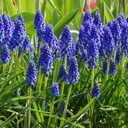 Traubenhyazinthe - Muscari Armeniacum - BIO