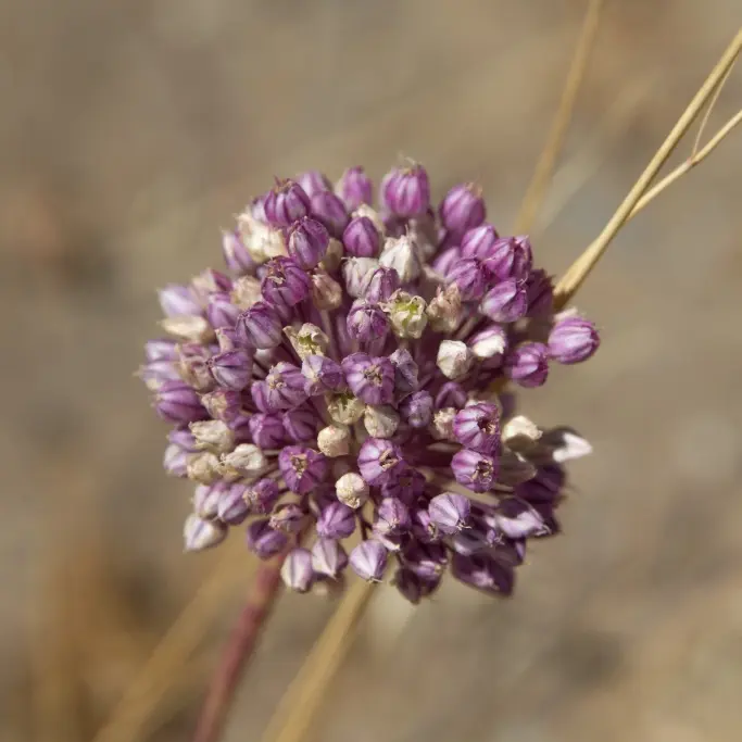 Allium Ping Pong - Zierlauch - BIO