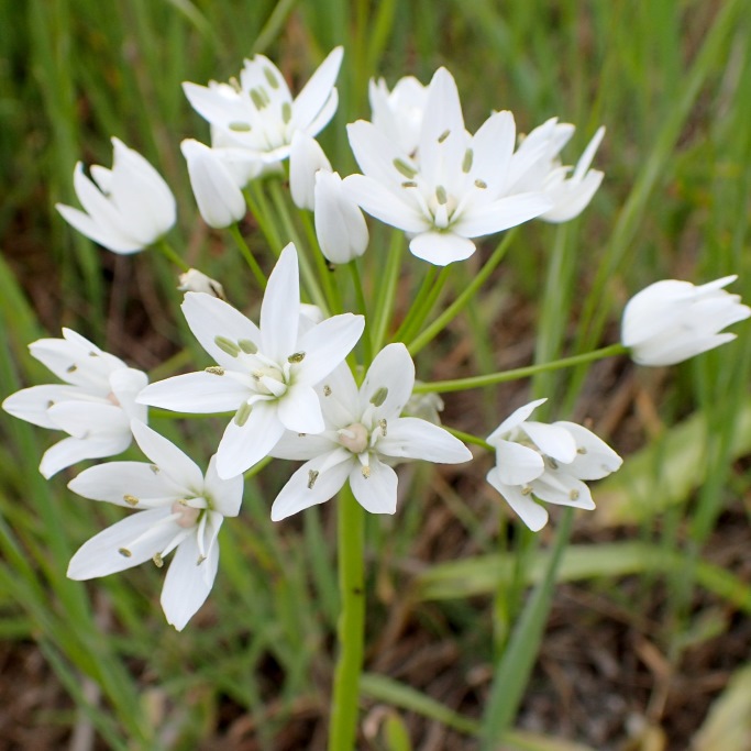 Allium Neapolitanum - BIO