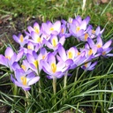 Krokus tommasinianus Barrs Purple - BIO