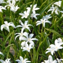 Schneeglanz - Chionodoxa Alba - BIO