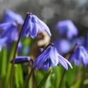 Scilla Siberica - Sibirische Blaustern - BIO