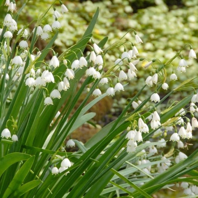 Sommer-Knotenblume - Leucojum Gravetye Giant - BIO