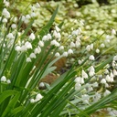Sommer-Knotenblume - Leucojum Gravetye Giant - BIO