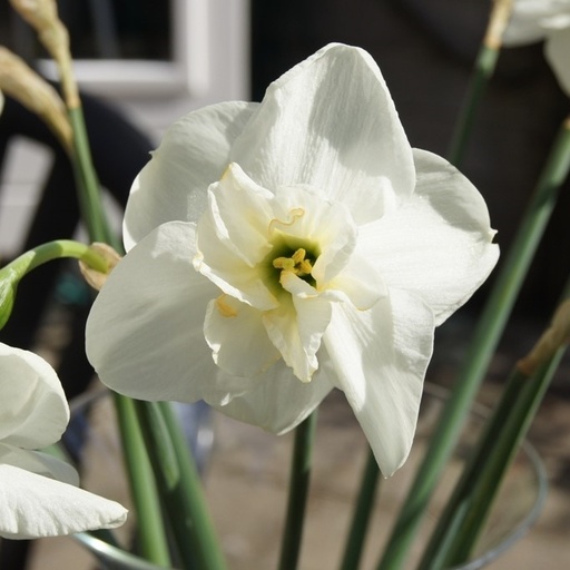 [A3007-5] Narcissus Papillon Blanc - BIO (5 zwiebel)
