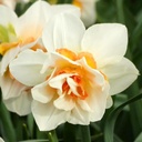 Narcissus Replete - BIO