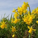 Narcissus Tete a Tete - BIO