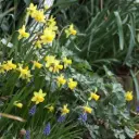 Narzisse Tete a Tete - BIO