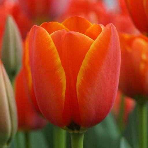 [A1127-7] Tulipa Dafeng - BIO (7 zwiebel)