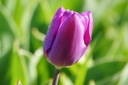 Tulipa Purple Flag - BIO