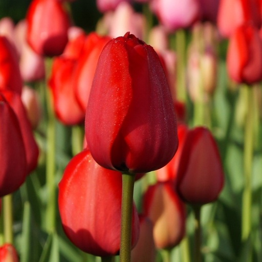 [A1014-7] Tulipa Red Impression - BIO (7 zwiebel)