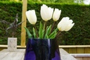 Tulipa White Flag - BIO