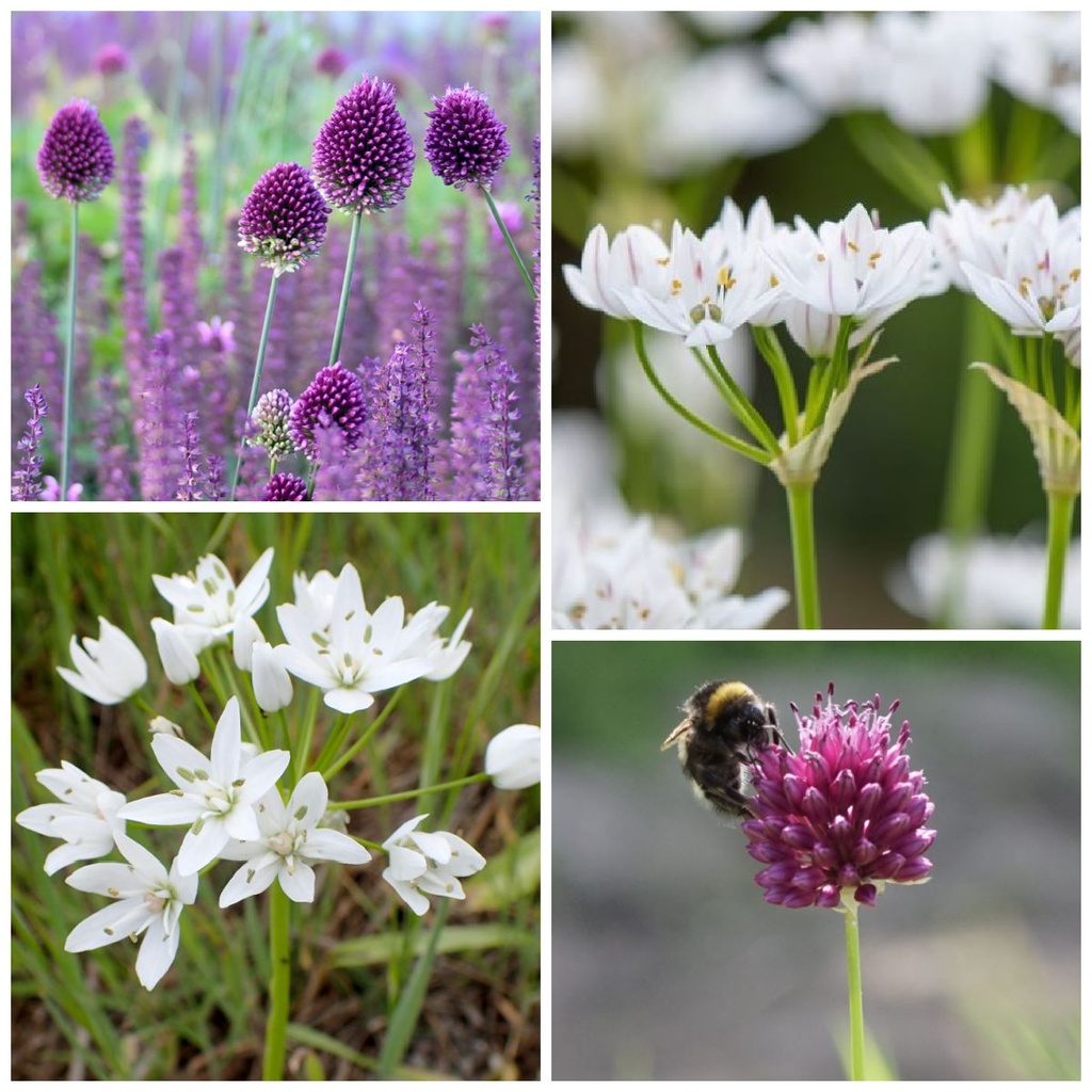 Bienenbankett heißes Karamell - BIO