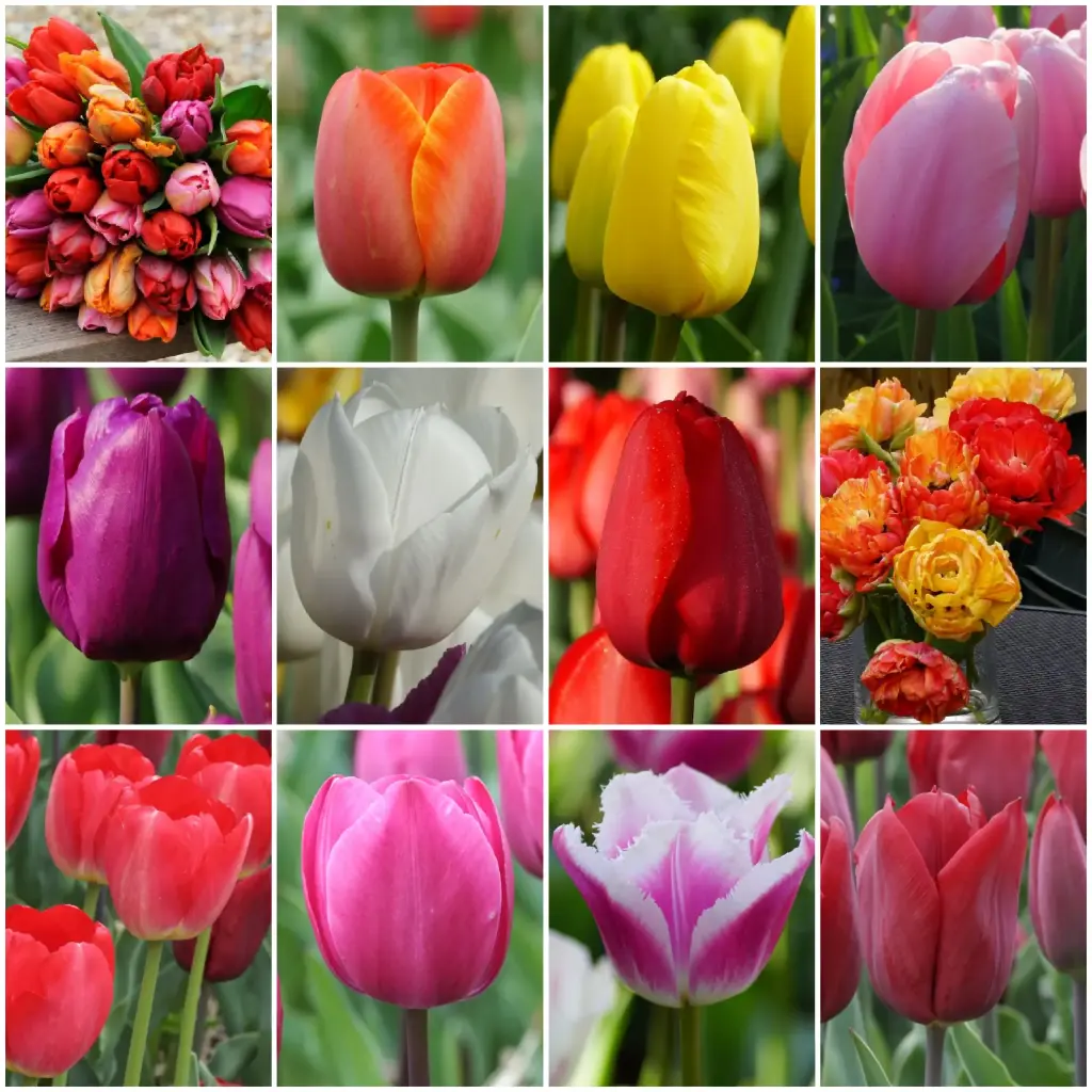 Herbstverkauf TULPEN 36 p - BIO