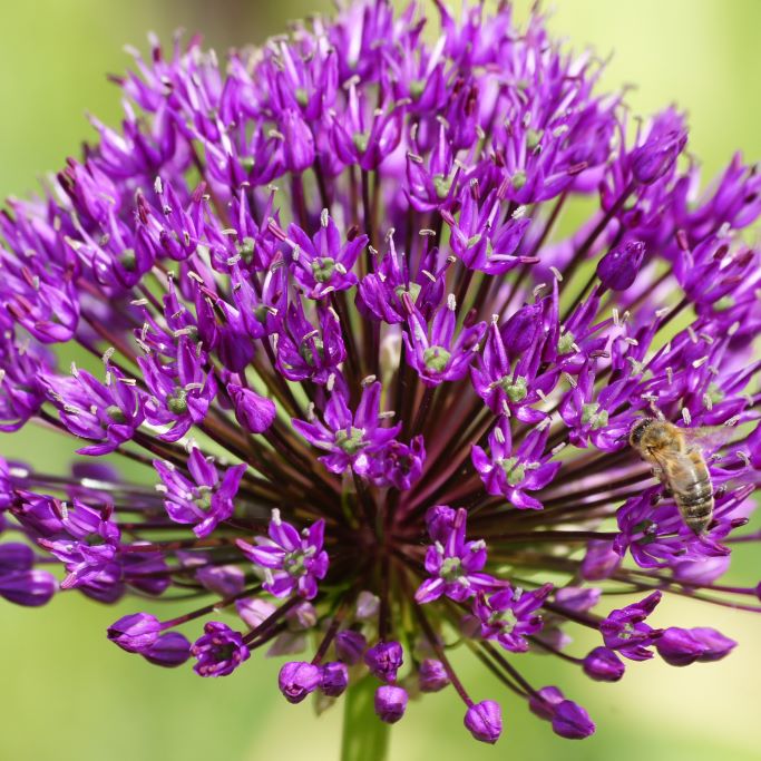 Allium Purple Sensation - BIO