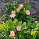 Dahlia Sweetheart - BIO