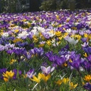 Krokus grossblütig Mix - BIO