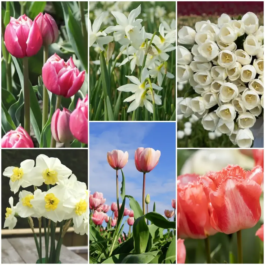 Pflückgarten Paket - BIO
